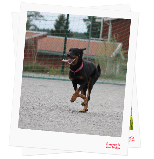 rencontre beauceronne