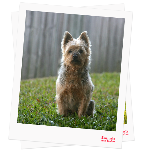 Silky Terrier profile