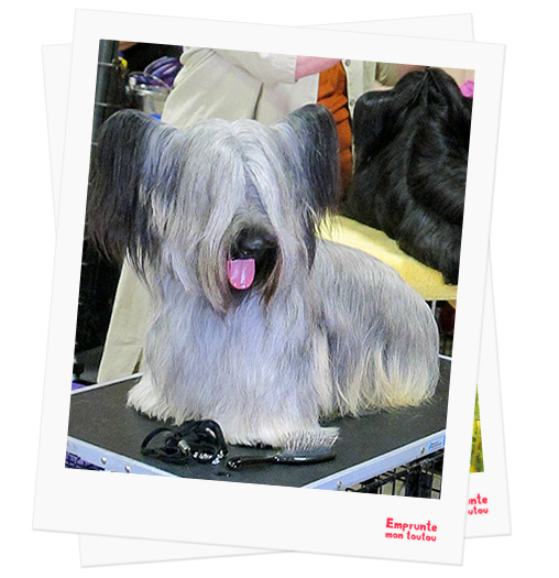 Skye Terrier profile