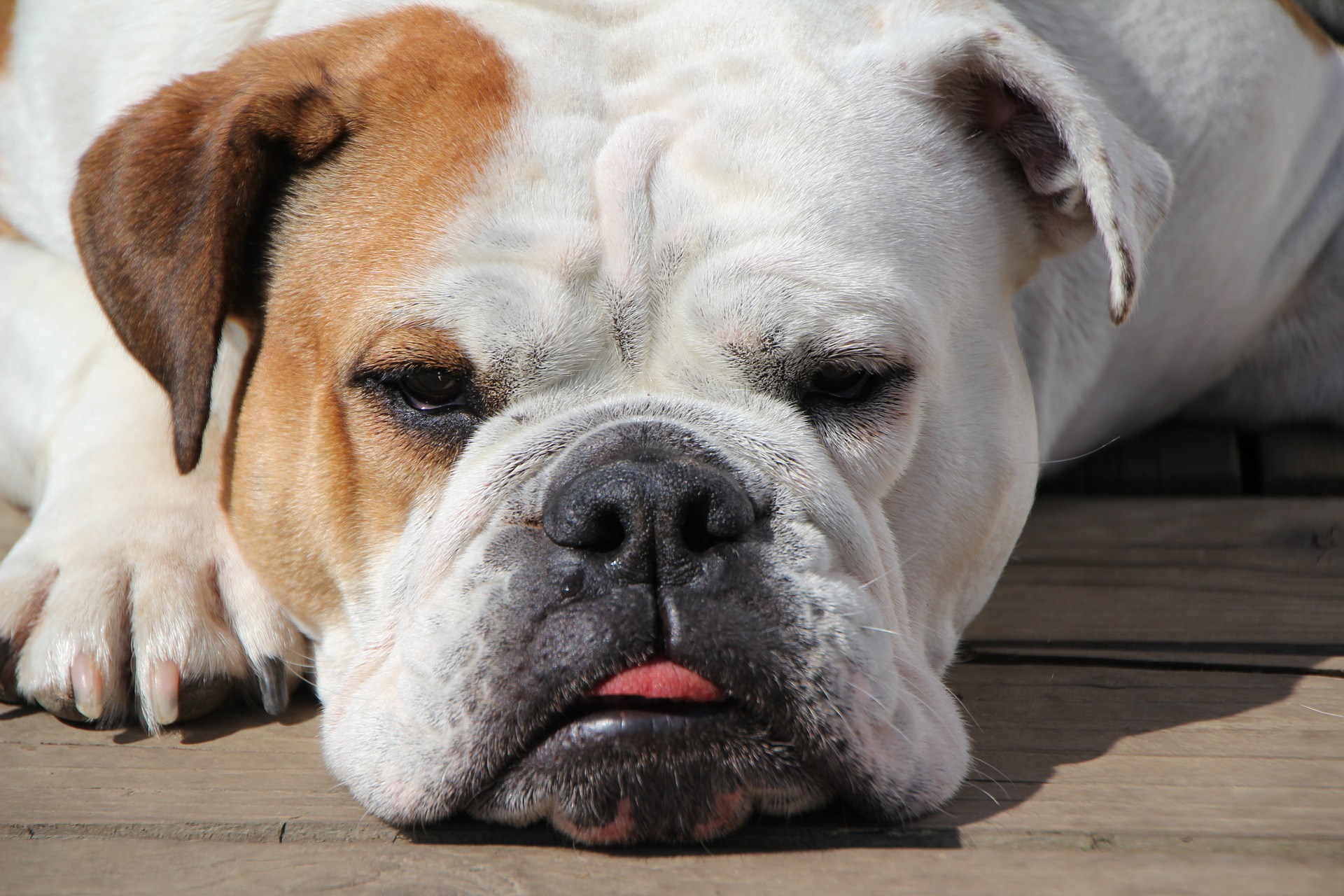 Bulldog Anglais Chien Animal De - Photo gratuite sur Pixabay - Pixabay