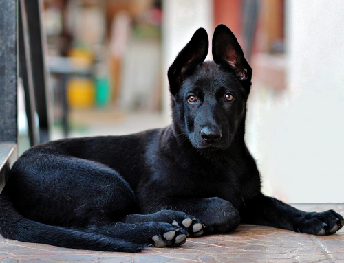 Top 10 Des Races De Chien Préférées Des Français Emprunte