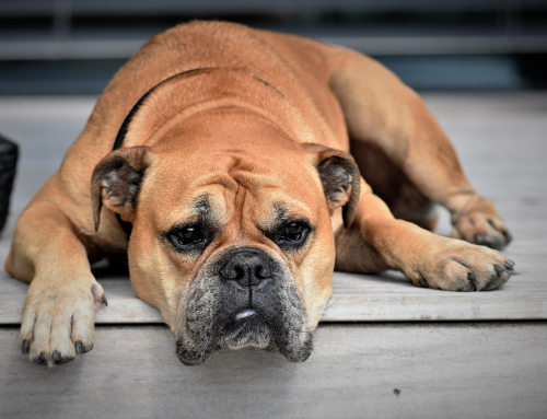 Top 10 Des Races De Chien Préférées Des Français Emprunte