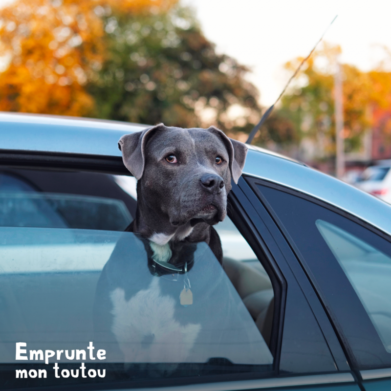 Pourquoi les chiens  aiment sortir la t te en  voiture   