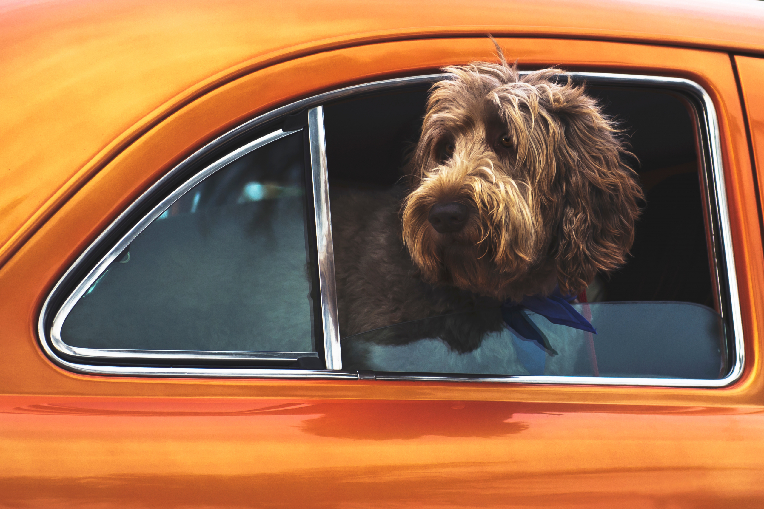 Pourquoi les chiens aiment sortir la tête en voiture ? • Emprunte Mon toutou