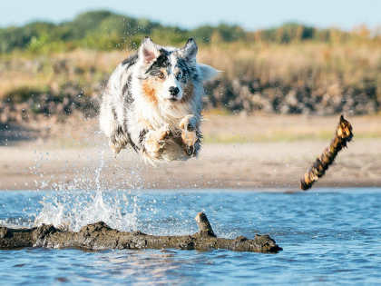 Une piscine privatisée pour les chiens ! • Emprunte Mon toutou