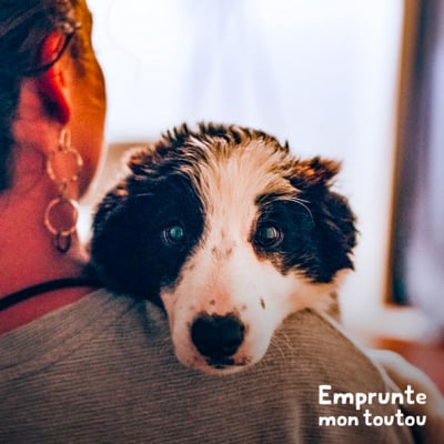 Le Langage Des Toutous : Pourquoi Mon Chien Me Suit Partout? • Emprunte ...