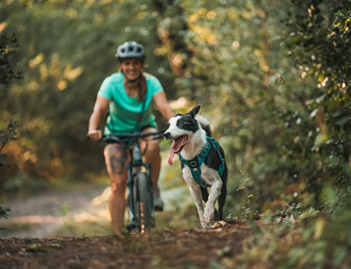 3 alternatives pour se mettre au sport avec son chien dès la rentrée !