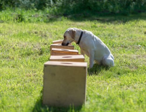 7 activités originales à faire avec votre chien !