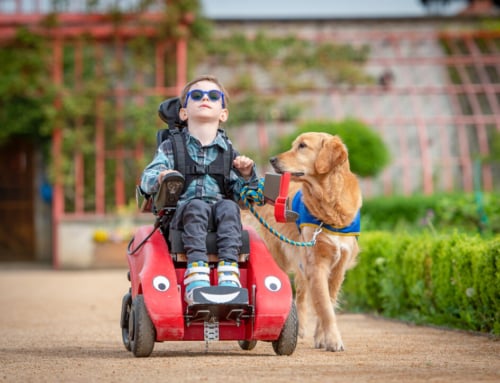 Emprunte Mon Toutou x HANDI’CHIENS : Ensemble, rendons le quotidien plus accessible !